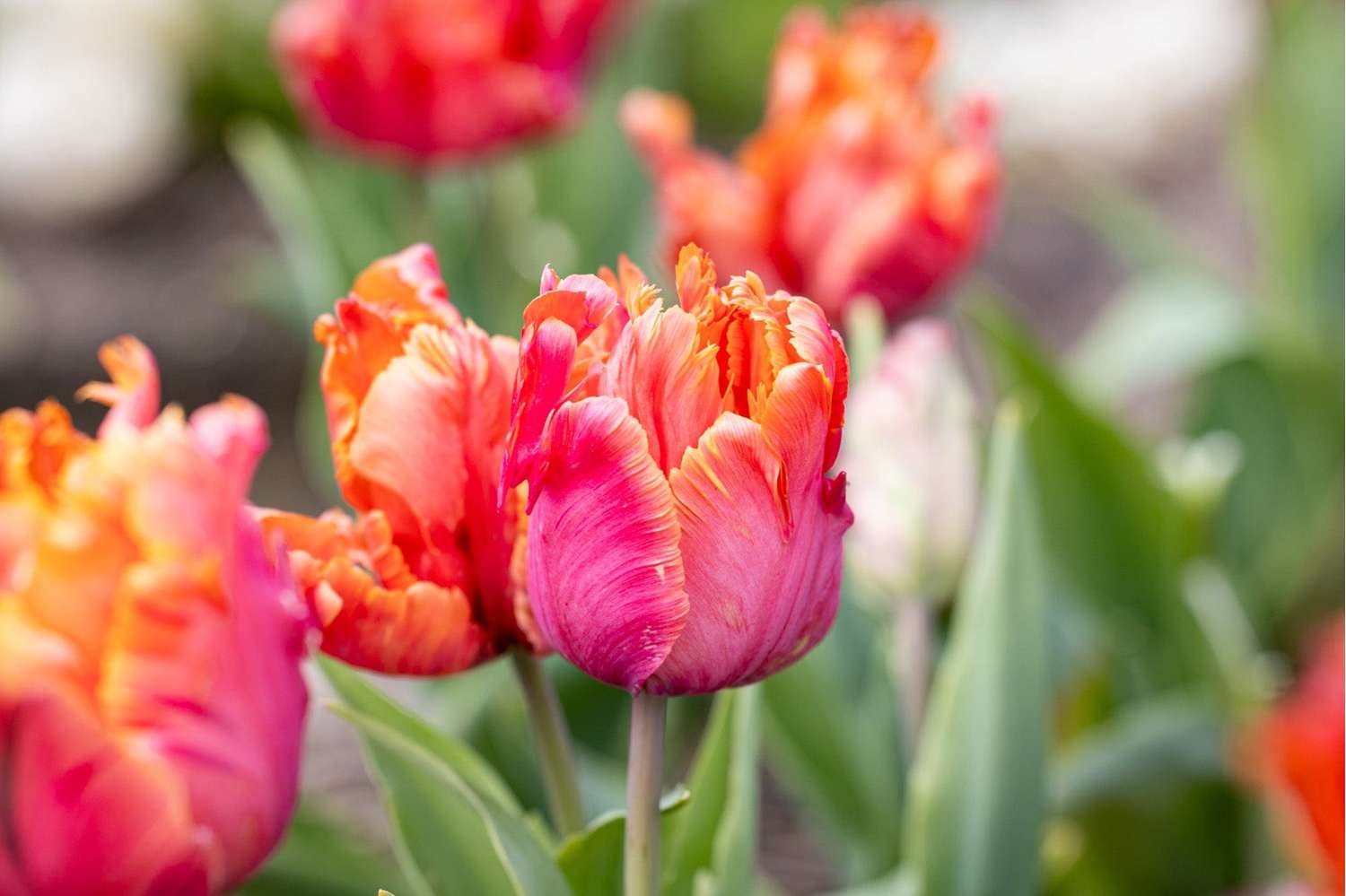 Tulppaani 'Amazing Parrot'